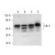LIN-9 Antibody (C-10) - Western Blotting - Image 303414