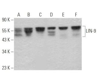 LIN-9 Antibody (C-10) - Western Blotting - Image 371242 