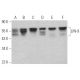 LIN-9 Antibody (C-10) - Western Blotting - Image 371242 