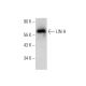 LIN-9 Antibody (Mab#1) - Western Blotting - Image 303413
