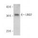 LIN37 Antibody (G-3) - Western Blotting - Image 386888