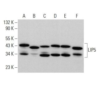 LIP5 Antibody (D-6) - Western Blotting - Image 384340 