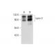 Lipin-2 Antibody (G-7) - Western Blotting - Image 318544 