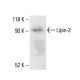 Lipin-2 Antibody (G-7) - Western Blotting - Image 411071