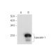 Lipocalin-1 Antibody (B-9) - Western Blotting - Image 312002