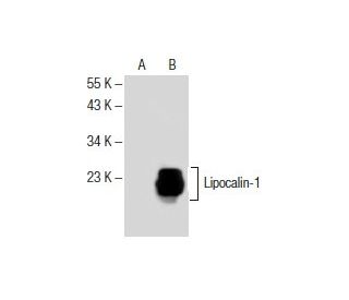 Lipocalin-1 Antibody (H-8) - Western Blotting - Image 153891