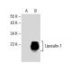 Lipocalin-1 Antibody (H-8) - Western Blotting - Image 153891