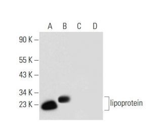 lipoprotein Antibody (A-9) - Western Blotting - Image 300110