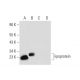 lipoprotein Antibody (A-9) - Western Blotting - Image 300110