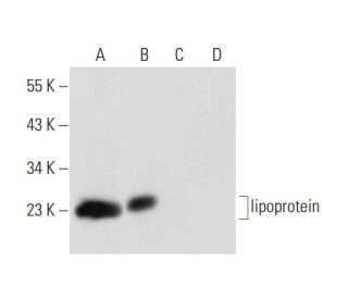 lipoprotein Antibody (F-8) - Western Blotting - Image 300111