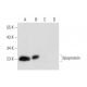 lipoprotein Antibody (F-8) - Western Blotting - Image 300111