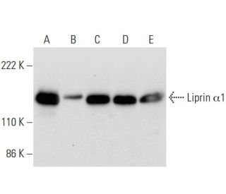 Liprin &alpha;1 Antibody (A-6) - Western Blotting - Image 300469 
