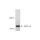 Liprin α2 Antibody (C-10) - Western Blotting - Image 294522 