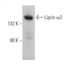 Liprin &alpha;2 Antibody (H-2) - Western Blotting - Image 369412 
