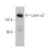 Liprin α2 Antibody (H-2) - Western Blotting - Image 369412 