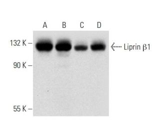 Liprin &beta;1 Antibody (F-2) - Western Blotting - Image 323823 
