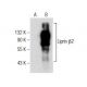 Liprin β2 Antibody (A-6) - Western Blotting - Image 155745 