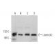 Liprin β2 Antibody (A-6) - Western Blotting - Image 376584 