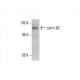 Liprin β2 Antibody (A-6) - Western Blotting - Image 392573