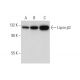 Liprin β2 Antibody (H-4) - Western Blotting - Image 318368 