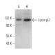 Liprin β2 Antibody (H-4) - Western Blotting - Image 369837