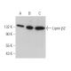 Liprin β2 Antibody (H-4) - Western Blotting - Image 369843 