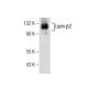 Liprin β2 Antibody (H-6) - Western Blotting - Image 155566