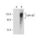 Liprin β2 Antibody (H-6) - Western Blotting - Image 155830 