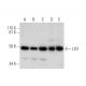 LIS1 Antibody (C-7) - Western Blotting - Image 294604