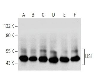 LIS1 Antibody (C-7) - Western Blotting - Image 356991 