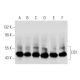 LIS1 Antibody (C-7) - Western Blotting - Image 356991 