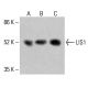 LIS1-Antikörper (C-7): sc-393320. Western-Blot-Analyse der LIS1-Expression in HeLa- (A), K-562- (B) und HCT-116- (C) Gesamtzelllysaten. Verwendetes Nachweisreagenz: m-IgG Fc BP-HRP: sc-525409. LIS1 Antibody (C-7) - Western Blotting - Image 415234