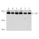 western blotting image from recommended LIS1 (H-7) monoclonal antibody replacement. Image 356990