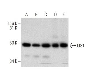 LIS1 Antibody (C-7) - Western Blotting - Image 294604