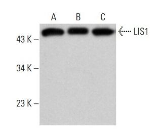 LIS1 Antibody (G-3) - Western Blotting - Image 381790