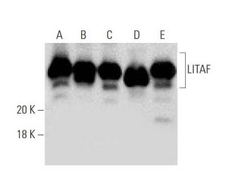 LITAF Antibody (C-5) - Western Blotting - Image 139484 