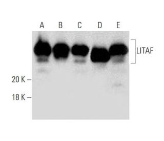 LITAF Antibody (D-5) - Western Blotting - Image 139485 