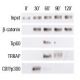 Lithium Chloride: sc-203110. ChIP analysis of coactivator recruitment on Cyclin D2 promoter in C2C12 cells treated with Li