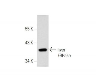 liver FBPase Antibody (B-10) - Western Blotting - Image 73156 