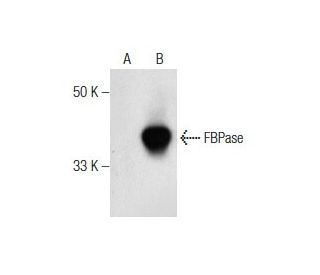 liver FBPase Antibody (B-11) - Western Blotting - Image 160528