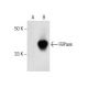 liver FBPase Antibody (B-11) - Western Blotting - Image 160528