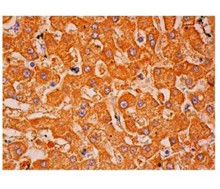 liver FBPase Antibody (G-7) - Immunohistochemistry - Image 313327 
