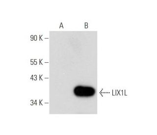 LIX1L Antibody (G-7) - Western Blotting - Image 345962