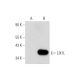 LIX1L Antibody (G-7) - Western Blotting - Image 345962