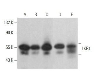LKB1 Antibody (E-9) - Western Blotting - Image 352783 