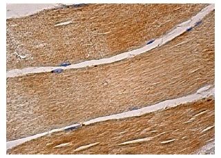 LKB1抗体 (G-12) | SCBT - Santa Cruz Biotechnology