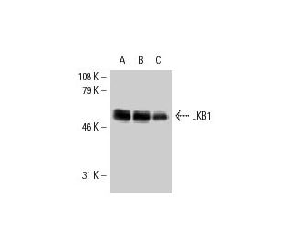 western blotting image from recommended LKB1 (Ley 37D/G6) monoclonal antibody replacement. Image 8912