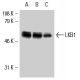 Este anticuerpo policlonal ha dejado de fabricarse. Consulta nuestro anticuerpo monoclonal recomendado <a href="lkb1-antibody-ley-37d-g6">LKB1 (Ley 37D/G6)</a> (se muestran datos de muestra). western blotting image from recommended LKB1 (Ley 37D/G6) monoclonal antibody replacement. Image 8912
