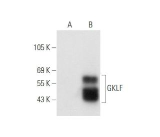 GKLF/KLF4 Antibody (C-6) - Western Blotting - Image 66368