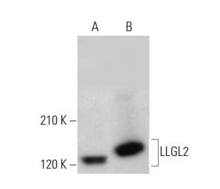 LLGL2 Antibody (A-4): sc-376857